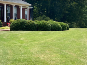 Jason Brisendine's lawn